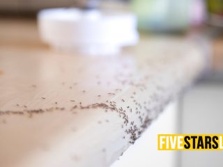 How to get rid of ants from the kitchen