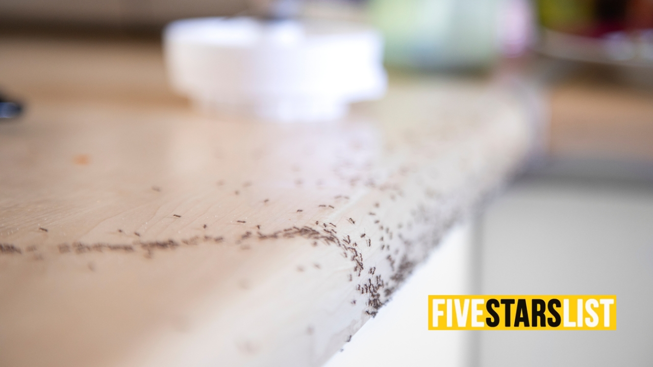 How to get rid of ants from the kitchen